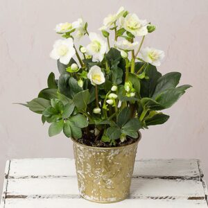Helleborus Christmas Carol in Zinc Pot