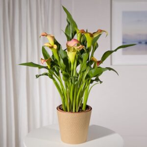 Orange Calla Lily Plant