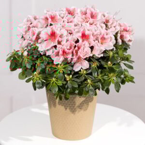 Pink Azalea Plant