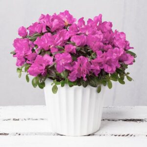 Purple Azalea in Ceramic Pot