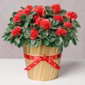 Red Azalea in Gold Festive Pot