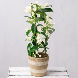 White Stephanotis in Jute Pot